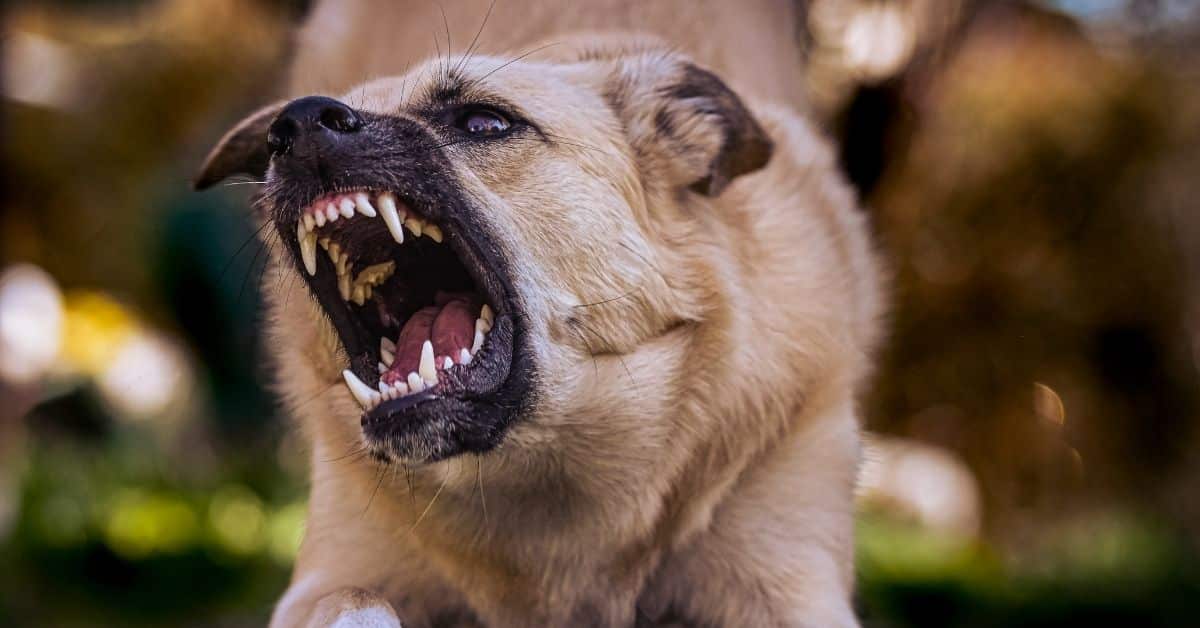 Schema di analisi peritale per la responsabilità civile oggettiva ex art 2052 cc e la copertura da aggressioni canine con assicurazione animali nel 2026
